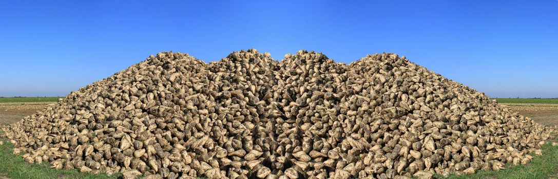 panoramic photograph of a sugar beet field