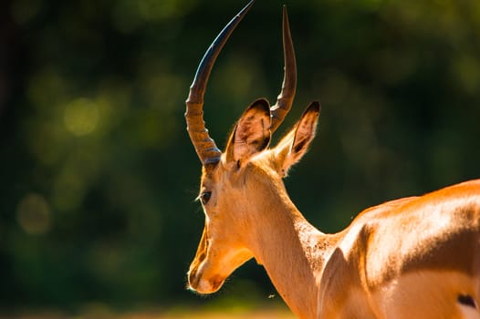 Impala (Aepyceros melampus) in
Chobe National Park, Botswana