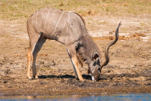 Kudu bull grazing and drinking, Chobe National Park