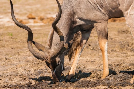 Kudu bull grazing and drinking, Chobe National Park