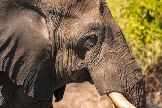 African bush elephant (Loxodonta africana) drinking, Chobe National Park