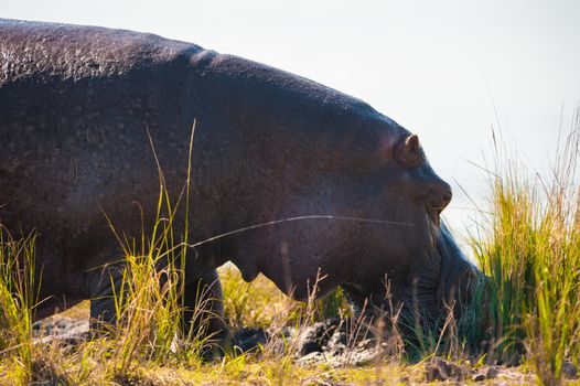 Grazing hippopotamus up close in Chobe National Park