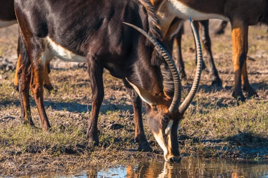 Oryx / Gemsbok (Oryx gazelle) by water, Chobe National Park