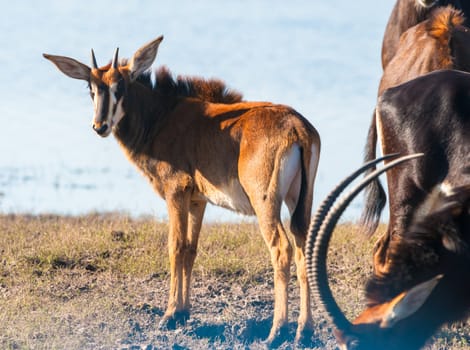 Oryx / Gemsbok (Oryx gazelle) by water, Chobe National Park