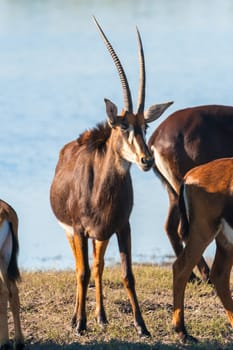 Oryx / Gemsbok (Oryx gazelle) by water, Chobe National Park