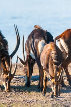 Oryx / Gemsbok (Oryx gazelle) by water, Chobe National Park