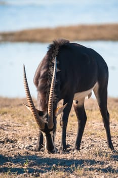 Oryx / Gemsbok (Oryx gazelle) by water, Chobe National Park