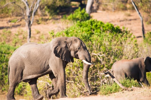 African bush elephant (Loxodonta africana) walking uphill