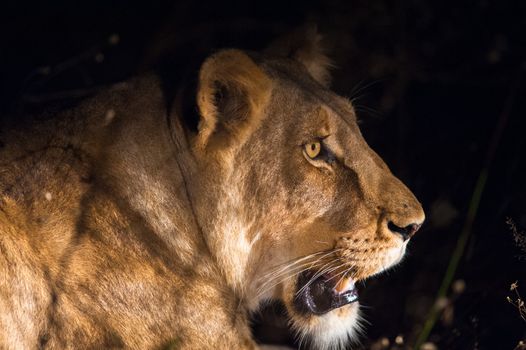 Lioness at night near Kruger National Park