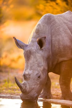 Southern white rhinoceroses (Ceratotherium simum simum) at watering hole