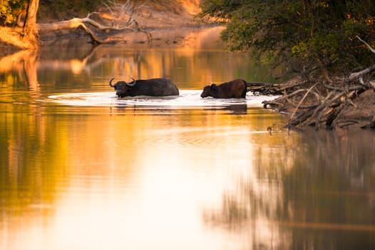 Cape buffalo (Syncerus caffer) drinking from river