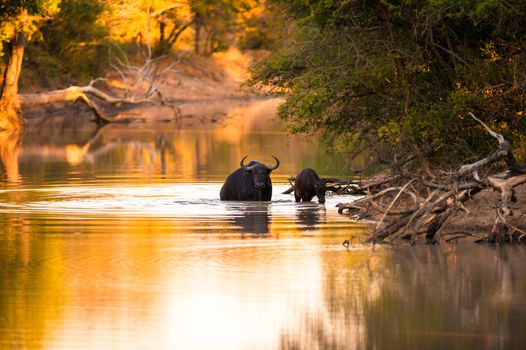 Cape buffalo (Syncerus caffer) drinking from river