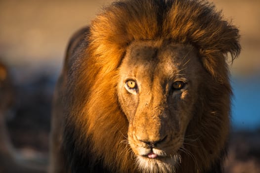 Older male lion near Kruger National Park