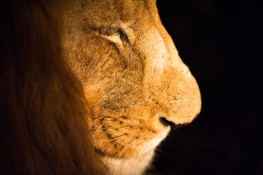 Male lion face close up at night