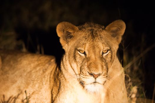 Female lion up close at night, Kruger National Park