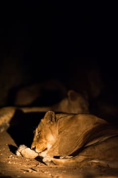 Lions (Leo panthera) at night, Kruger National Park