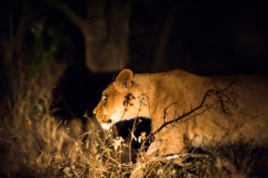 Lions (Leo panthera) at night, Kruger National Park