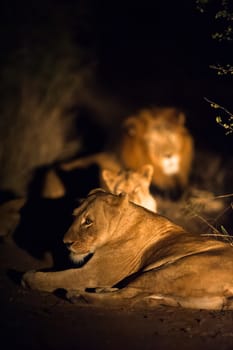 Lions (Leo panthera) at night, Kruger National Park