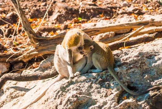 Vervet monkeys and branches, Chobe National Park