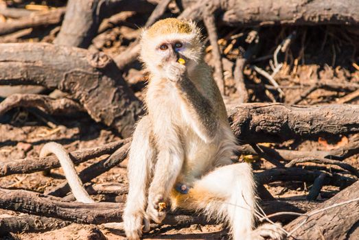 Vervet monkeys and branches, Chobe National Park