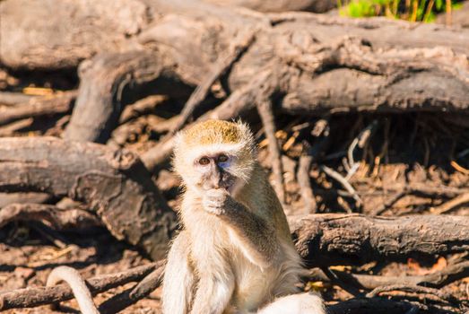 Vervet monkeys and branches, Chobe National Park