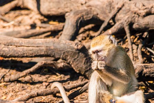 Vervet monkeys and branches, Chobe National Park