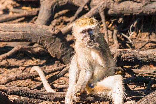 Vervet monkeys and branches, Chobe National Park