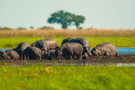 Large group of hippopotamuses in mud, Chobe National Park