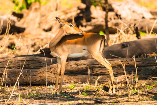 Impala ewe (Aepyceros melampus), Chobe National Park