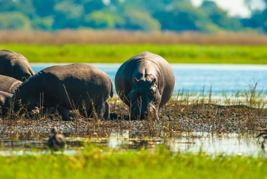 Large group of hippopotamuses in mud, Chobe National Park