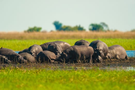 Large group of hippopotamuses in mud, Chobe National Park