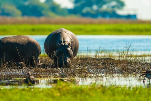 Large group of hippopotamuses in mud, Chobe National Park