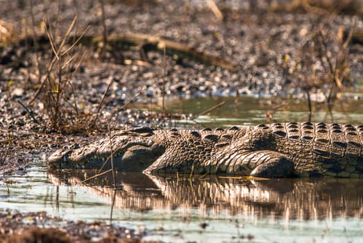 Crocodile sleeping in the mud, Chobe National Park