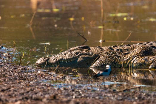 Crocodile sleeping in the mud, Chobe National Park