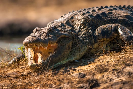 Crocodile baring teeth, Chobe National Park, Botswana