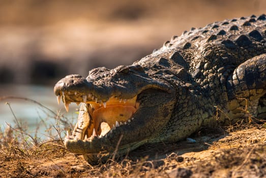 Crocodile baring teeth, Chobe National Park, Botswana