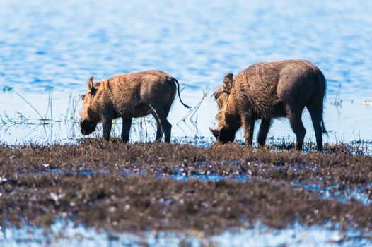Two warthogs drinking from the Chobe river
