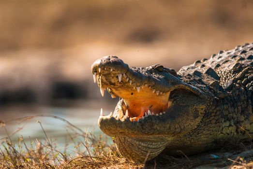 Crocodile baring teeth, Chobe National Park, Botswana