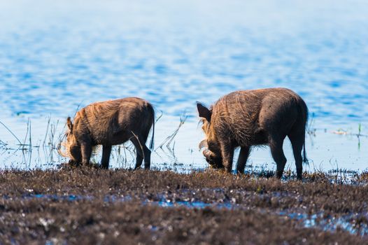 Two warthogs drinking from the Chobe river