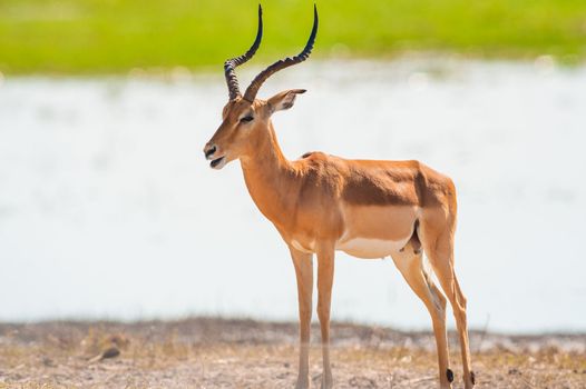 Impala (Aepyceros melampus) in
Chobe National Park, Botswana