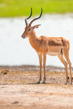 Impala (Aepyceros melampus) in
Chobe National Park, Botswana