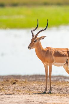 Impala (Aepyceros melampus) in
Chobe National Park, Botswana