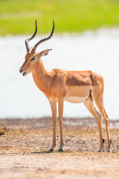 Impala (Aepyceros melampus) in
Chobe National Park, Botswana