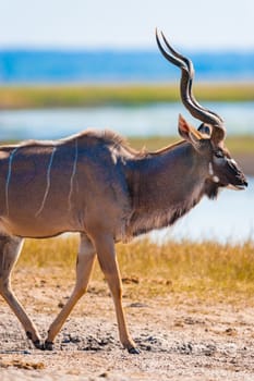 Kudu (Tragelaphus strepsiceros) in Chobe National Park