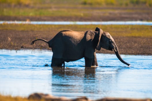 Baby elephant (Loxodonta africana), Chobe National Park