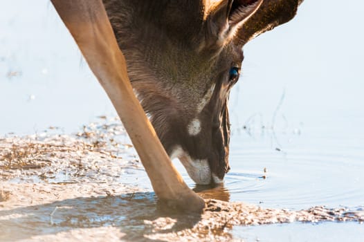 Kudu (Tragelaphus strepsiceros) at river in Chobe National Park