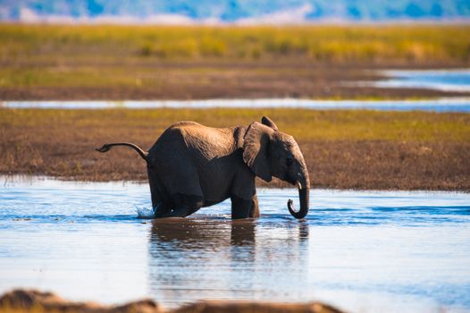 Baby elephant (Loxodonta africana), Chobe National Park