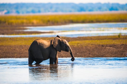 Baby elephant (Loxodonta africana), Chobe National Park