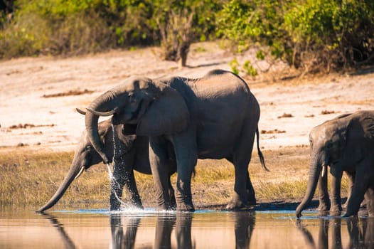 Group of African bush elephants (Loxodonta africana) drinking