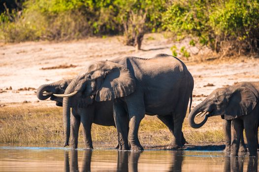 Group of African bush elephants (Loxodonta africana) drinking